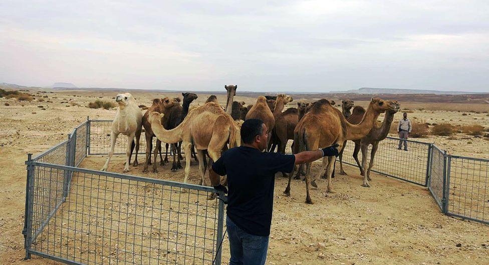 צפו: נעצרו גמלים משוטטים וחשוד בתקיפת עובד ציבור