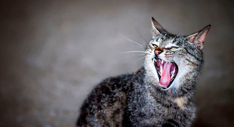פחד ואימה בבאר שבע: חתולים תוקפים תושבים