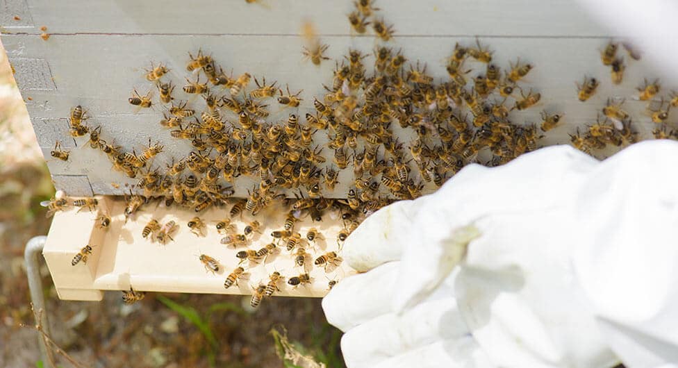 ילדי הגן נעקצו על ידי דבורים